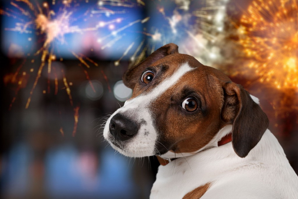 Capodanno, i botti e l’ipocrisia collettiva che si ripete ogni anno